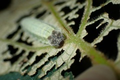 Abraximorpha davidii