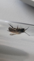 Osmia bicornis