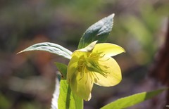 Helleborus odorus
