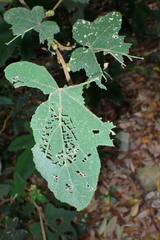Abraximorpha davidii