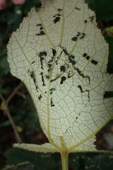 Abraximorpha davidii