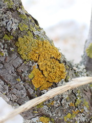 Xanthomendoza fallax