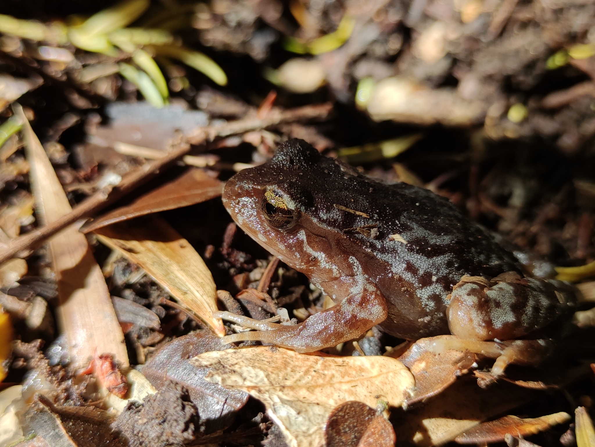 Eupsophus altor Nuñez, Rabanal & Formas, 2012