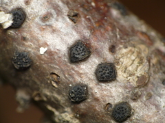Diatrype disciformis