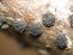 Diatrype disciformis