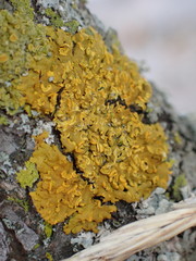 Xanthomendoza fallax
