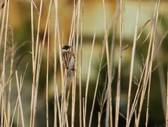 Emberiza schoeniclus