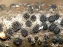 Diatrype disciformis