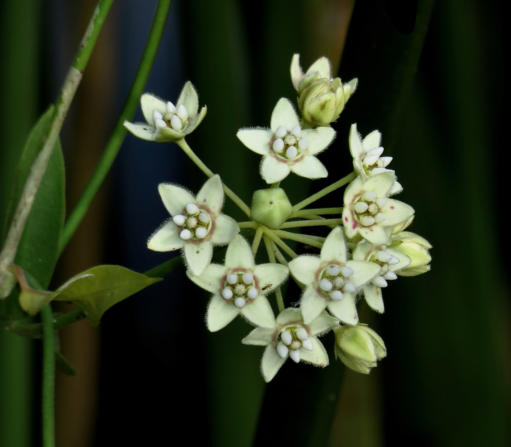 white twinevine from Frontera Audubon Society, South Texas Boulevard ...