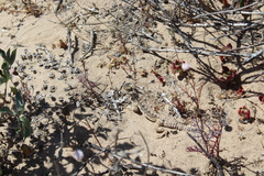 Phrynosoma cerroense