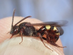 Nomada leucophthalma