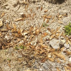 Tagetes foetidissima