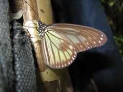 Ideopsis vitrea