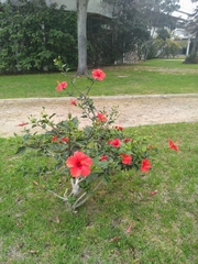 Hibiscus rosa-sinensis