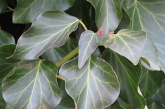 Hedera