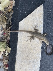 Sceloporus occidentalis