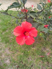 Hibiscus rosa-sinensis