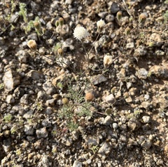 Chaenactis carphoclinia