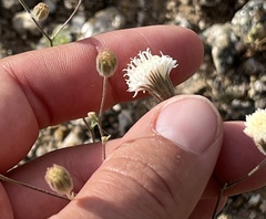 Chaenactis carphoclinia