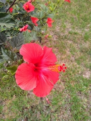 Hibiscus rosa-sinensis
