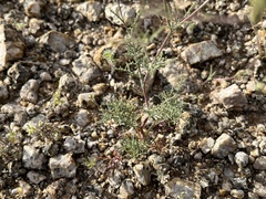 Chaenactis carphoclinia