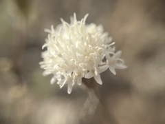 Chaenactis carphoclinia