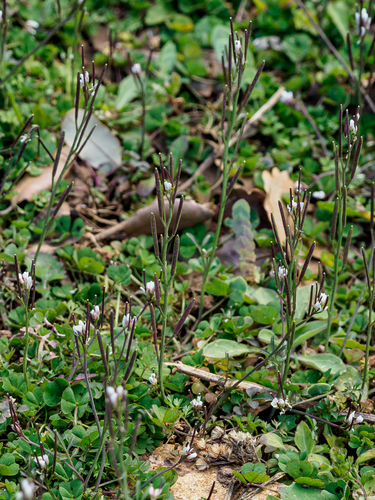 žerušnica chlpatá (Cardamine hirsuta)