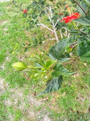 Hibiscus rosa-sinensis