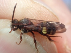 Nomada leucophthalma