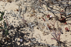 Phrynosoma cerroense