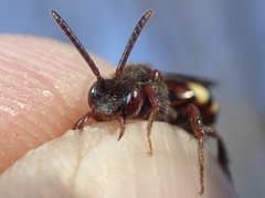 Nomada leucophthalma