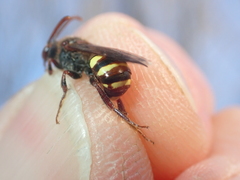 Nomada leucophthalma