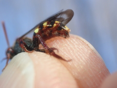 Nomada leucophthalma