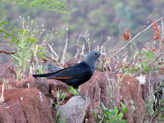 Onychognathus albirostris