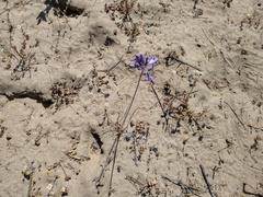 Triteleiopsis palmeri