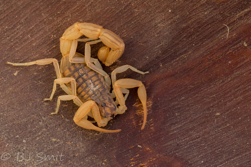 Photo of Cyprian Checkered Scorpion (Aegaeobuthus cyprius)
