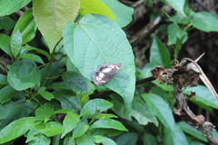 Neptidopsis ophione nucleata