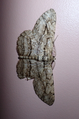 Hypomecis transcissa