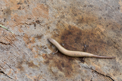 Snake-Eyed Skink photo 3
