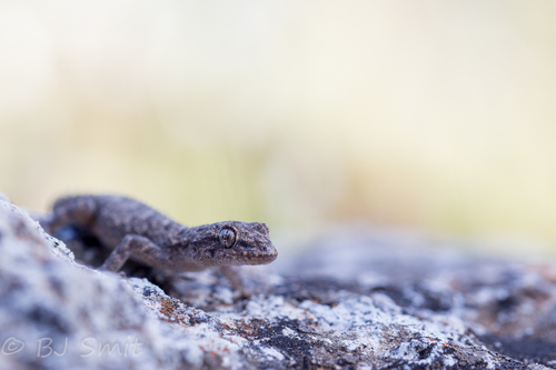 Mediodactylus orientalis