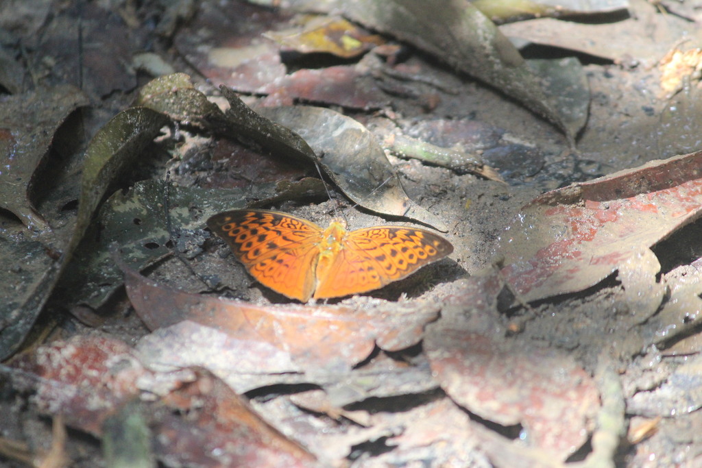 Bebearia fulgurata