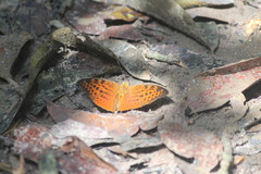 Bebearia fulgurata