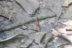 Bebearia fulgurata