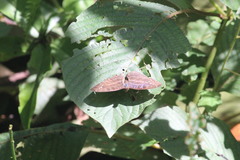 Cynandra opis bernardii