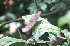 Cynandra opis bernardii