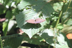Cynandra opis bernardii