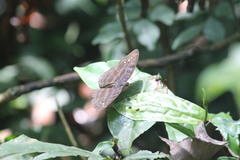 Cynandra opis bernardii