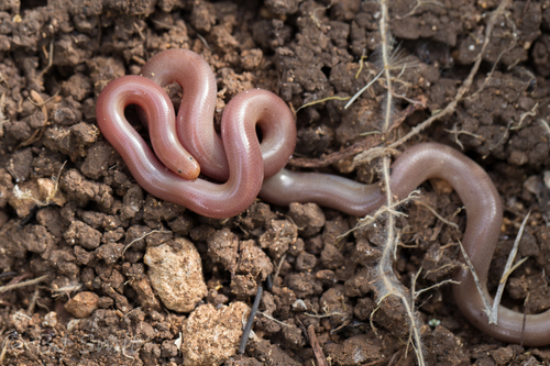 Eurasian Blind Snake