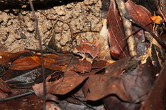 Microhyla