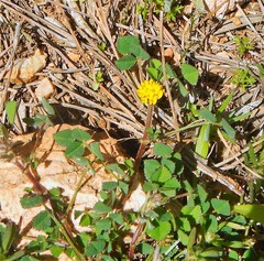 Medicago crassipes